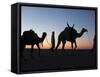 Camel Drivers at Dusk in the Sahara Desert, Near Douz, Kebili, Tunisia, North Africa, Africa-Godong-Framed Stretched Canvas