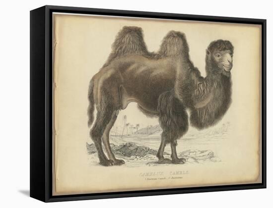 Camel Dromedary-null-Framed Stretched Canvas