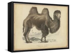Camel Dromedary-null-Framed Stretched Canvas