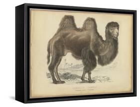 Camel Dromedary-null-Framed Stretched Canvas