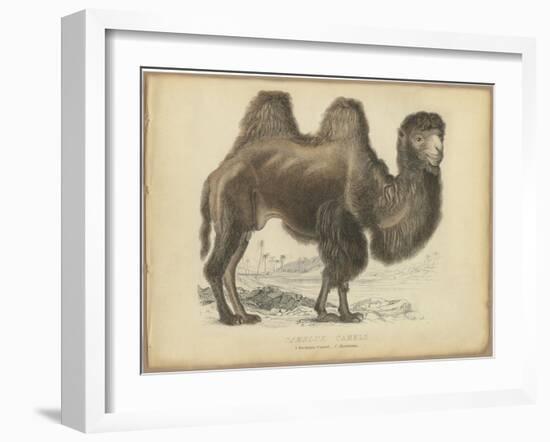 Camel Dromedary-null-Framed Art Print