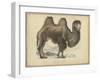 Camel Dromedary-null-Framed Art Print