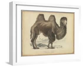 Camel Dromedary-null-Framed Art Print