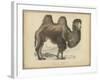 Camel Dromedary-null-Framed Art Print