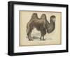 Camel Dromedary-null-Framed Art Print