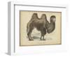 Camel Dromedary-null-Framed Art Print