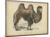 Camel Dromedary-null-Mounted Art Print