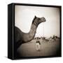Camel Fair in Pushkar, India-Theo Westenberger-Framed Stretched Canvas