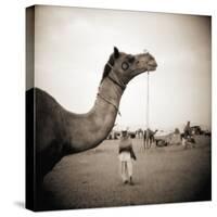 Camel Fair in Pushkar, India-Theo Westenberger-Stretched Canvas