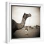 Camel Fair in Pushkar, India-Theo Westenberger-Framed Photographic Print