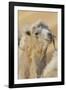 Camel in a desert convoy, Badanjilin Desert, Gansu Province, China.-Josh Anon-Framed Photographic Print