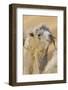 Camel in a desert convoy, Badanjilin Desert, Gansu Province, China.-Josh Anon-Framed Photographic Print