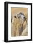 Camel in a desert convoy, Badanjilin Desert, Gansu Province, China.-Josh Anon-Framed Photographic Print