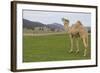 Camel In Australia-Incredi-Framed Giclee Print