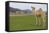 Camel In Australia-Incredi-Framed Stretched Canvas