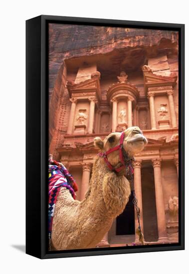 Camel in Front of the Treasury, Petra, Jordan, Middle East-Neil Farrin-Framed Stretched Canvas