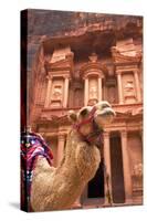 Camel in Front of the Treasury, Petra, Jordan, Middle East-Neil Farrin-Stretched Canvas