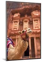 Camel in Front of the Treasury, Petra, Jordan, Middle East-Neil Farrin-Mounted Photographic Print