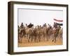 Camel in Paddock, Races Held Every Year as Part of Palmyra Festival, Syria-Julian Love-Framed Photographic Print