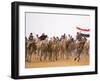 Camel in Paddock, Races Held Every Year as Part of Palmyra Festival, Syria-Julian Love-Framed Photographic Print