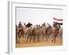 Camel in Paddock, Races Held Every Year as Part of Palmyra Festival, Syria-Julian Love-Framed Photographic Print