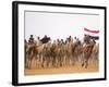 Camel in Paddock, Races Held Every Year as Part of Palmyra Festival, Syria-Julian Love-Framed Photographic Print