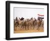 Camel in Paddock, Races Held Every Year as Part of Palmyra Festival, Syria-Julian Love-Framed Photographic Print