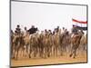 Camel in Paddock, Races Held Every Year as Part of Palmyra Festival, Syria-Julian Love-Mounted Photographic Print