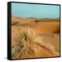 Camel in Sahara Desert-Steven Boone-Framed Stretched Canvas