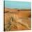 Camel in Sahara Desert-Steven Boone-Stretched Canvas