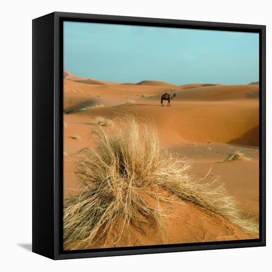 Camel in Sahara Desert-Steven Boone-Framed Stretched Canvas
