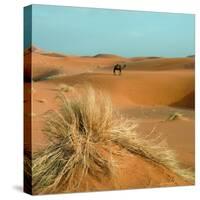 Camel in Sahara Desert-Steven Boone-Stretched Canvas