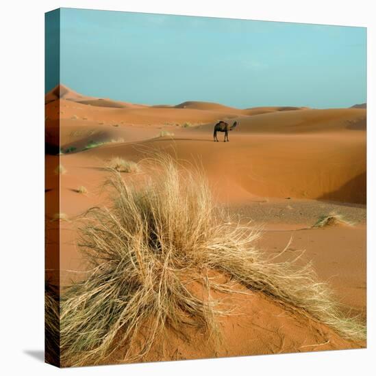 Camel in Sahara Desert-Steven Boone-Stretched Canvas