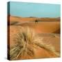 Camel in Sahara Desert-Steven Boone-Stretched Canvas