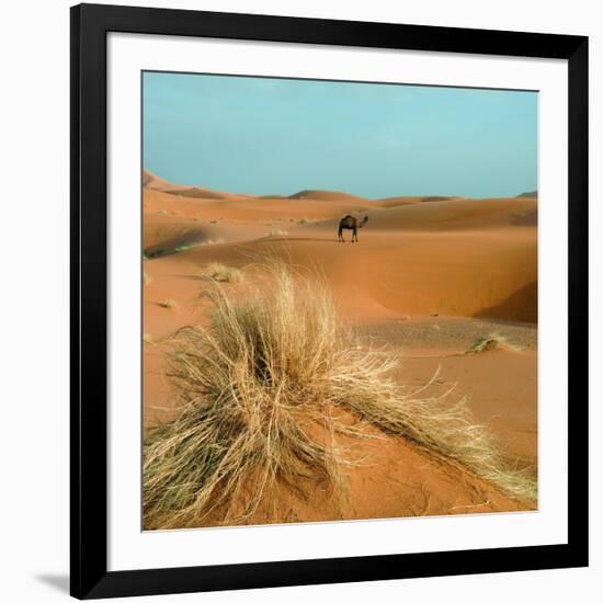 Camel in Sahara Desert-Steven Boone-Framed Photographic Print