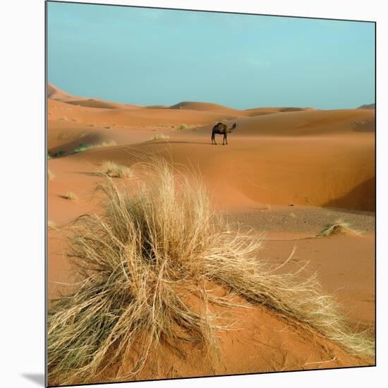 Camel in Sahara Desert-Steven Boone-Mounted Photographic Print