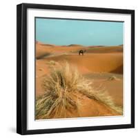 Camel in Sahara Desert-Steven Boone-Framed Photographic Print