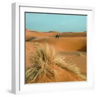 Camel in Sahara Desert-Steven Boone-Framed Photographic Print