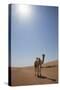 Camel in the Desert, Wahiba, Oman, Middle East-Angelo Cavalli-Stretched Canvas