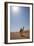 Camel in the Desert, Wahiba, Oman, Middle East-Angelo Cavalli-Framed Photographic Print