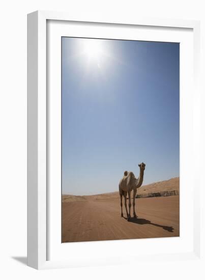 Camel in the Desert, Wahiba, Oman, Middle East-Angelo Cavalli-Framed Photographic Print
