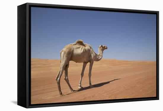 Camel in the Desert, Wahiba, Oman, Middle East-Angelo Cavalli-Framed Stretched Canvas
