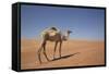 Camel in the Desert, Wahiba, Oman, Middle East-Angelo Cavalli-Framed Stretched Canvas