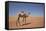 Camel in the Desert, Wahiba, Oman, Middle East-Angelo Cavalli-Framed Stretched Canvas