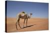 Camel in the Desert, Wahiba, Oman, Middle East-Angelo Cavalli-Stretched Canvas