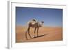 Camel in the Desert, Wahiba, Oman, Middle East-Angelo Cavalli-Framed Photographic Print