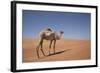 Camel in the Desert, Wahiba, Oman, Middle East-Angelo Cavalli-Framed Photographic Print
