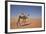 Camel in the Desert, Wahiba, Oman, Middle East-Angelo Cavalli-Framed Photographic Print