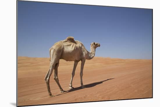 Camel in the Desert, Wahiba, Oman, Middle East-Angelo Cavalli-Mounted Photographic Print