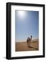 Camel in the Desert, Wahiba, Oman, Middle East-Angelo Cavalli-Framed Photographic Print